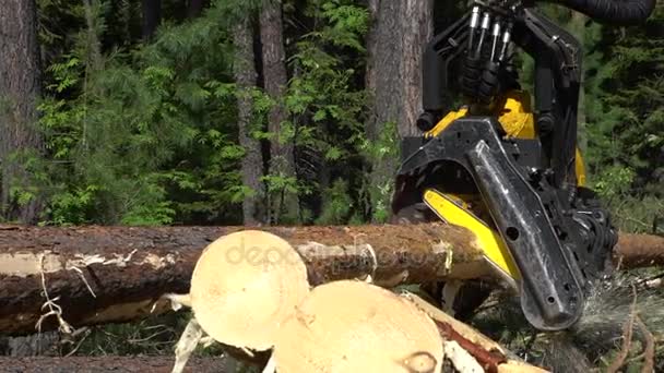 Brazo mecánico corta un tronco de árbol recién cortado en un bosque — Vídeo de stock