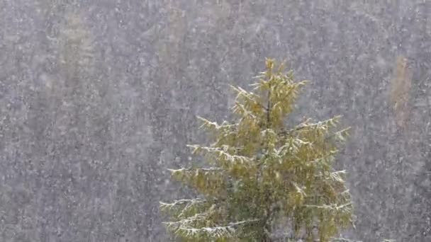 Nieve cayendo en cámara lenta contra un fondo forestal — Vídeos de Stock