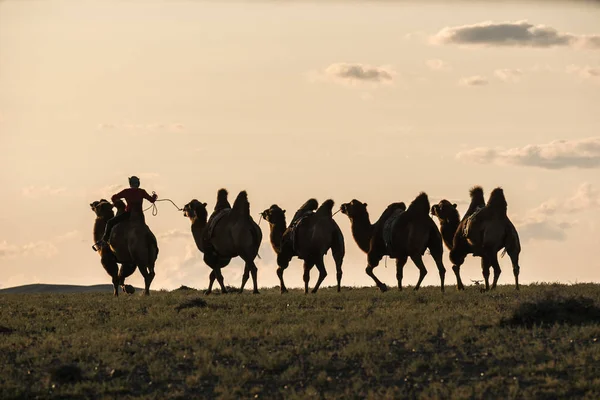 Silhouette of camel rider going wih other camels tied with rope in backlight — Stock Photo, Image