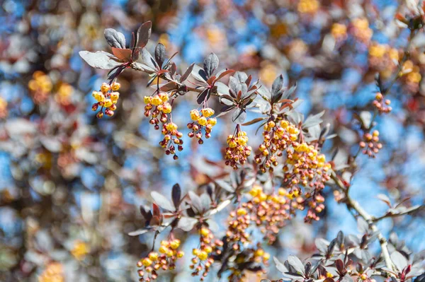 Árvore Arando Ramo Flores Bérberis Isolado Fundo Desfocado Borrado Árvore — Fotografia de Stock