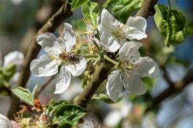 Elma ağacı çiçeklerinden birinin içinde bal arısı var. İlkbaharda çiçek açan bahçede elma ağacını dölleyen elma çiçekli arı. Bal arısı elma ağacının çiçeklerinde bal topluyor..