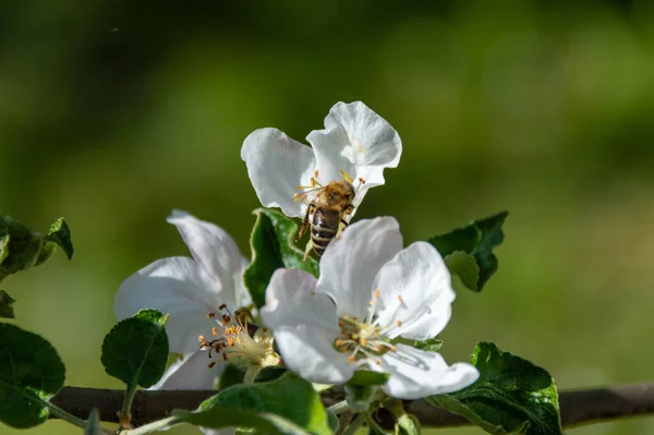 flying bee in apple flower pollinating apple tree in spring blooming garden. honeybee gathering nectar pollen honey in apple tree flowers.