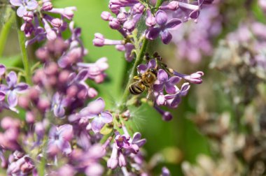 Mor leylak çiçekleri üzerinde arı. Şırınga çiçekleri yakın plan. Leylak çalılarının mor çiçeklerini dölleyen bal arısı. Arılar leylak çiçeklerinde nektar toplarlar..