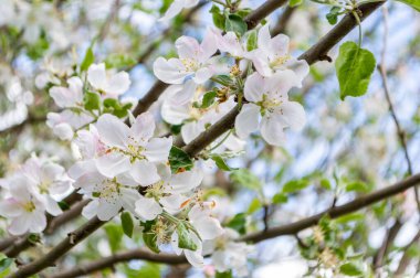 Elma çiçekleri yakın plan. Çiçek açan bahçede bahar elması çiçeği. kök çiçek açan beyaz elma çiçekleri dalı