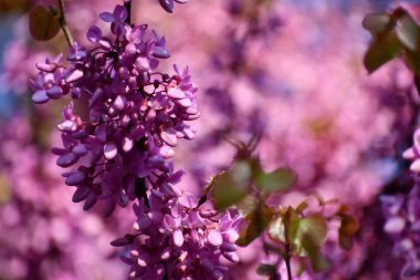  Çiçekler, yeniden doğuşun, yeni başlangıçların ve sonsuz hayatın göstergesidir..