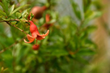  Çiçekler, yeniden doğuşun, yeni başlangıçların ve sonsuz hayatın göstergesidir..