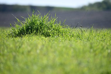 Güneşli bir günde manzara