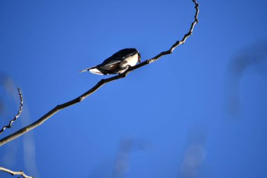Güneşli bir günde kuş