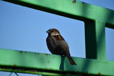 Güneşli bir günde kuş