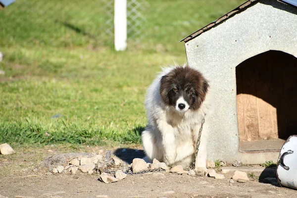 guard dog in the farm