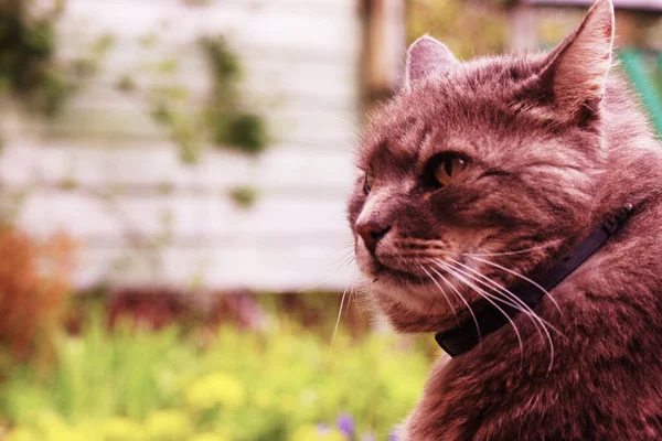 Serious Angry Fat Street Cat Blurred Background Suburban Area — Stock Photo, Image