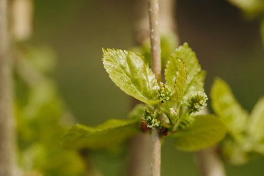 İlkbaharda sulu yeşil dut