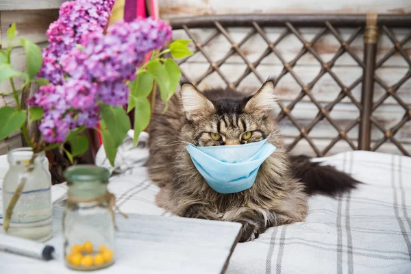 Grey Maine Coon cat lies on the bed in a blue medical mask . Animal health. Coronavirus disease in cats and animals . Respiratory protection. Table with pills, syringe and flowers. Horizontal frame