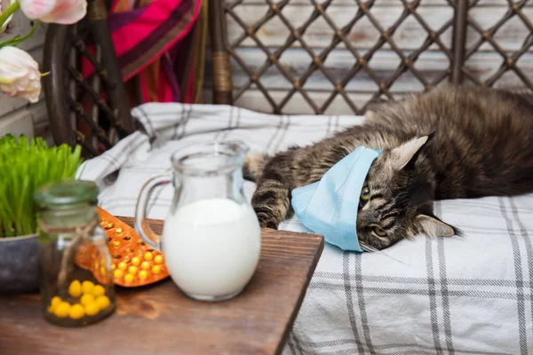 Grey cat lies on the bed in a medical mask . Animal health. Coronavirus disease in cats and animals . Respiratory protection. Table with pills, milk and grass.