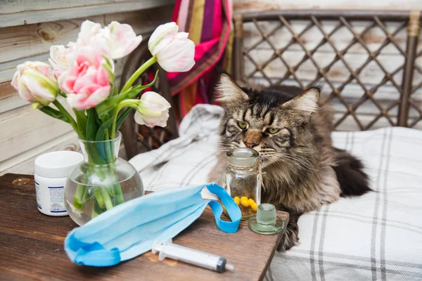 Grey Maine Coon cat lies on the bed and sniffing vitamins. Animal health. Coronavirus disease in cats and animals . Respiratory protection. Table with pills, syringe, blue medical mask and flowers.