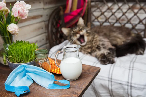 Grey Maine Coon cat lies on the bed and yawns. Animal health. Coronavirus disease in cats and animals . Respiratory protection. Table with pills, milk, blue medical mask and grass. Horizontal frame