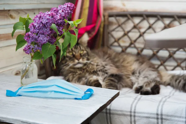 Grey Maine Coon cat lies on the bed. Animal health. Coronavirus disease in cats and animals. Respiratory protection. Horizontal frame. Selective focus on blue medical mask.