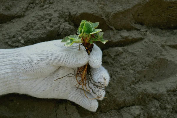 strawberry seedlings in hand in white garden gloves with background of soil