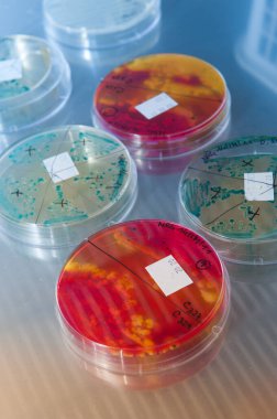 Virüs bakterilerinin bilimsel bir laboratuvarda yetiştirilmesi