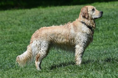 Güzel golden retriever köpeği yüzdükten sonra sırılsıklam olmuş.