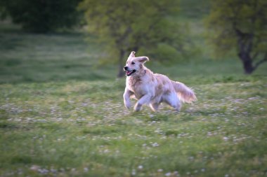Golden retriever köpeği baharda mutlu bir çayırda koşar ve zıplar.