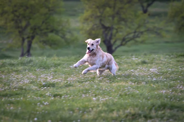 Golden Retriever Cão Corre Salta Feliz Prado Primavera — Fotografia de Stock