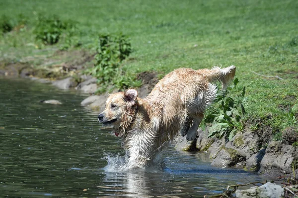 Zlatý Retrívr Pes Běží Zdarma Skákání Splashingand Potápění Vody Dělat — Stock fotografie
