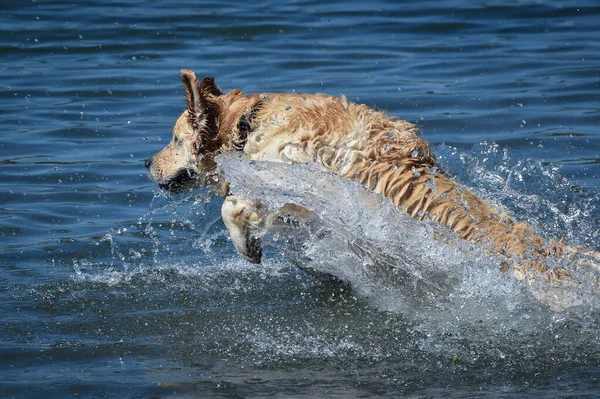 Zlatý Retrívr Pes Běží Volný Skákání Stříkající Potápění Vody Dělat — Stock fotografie