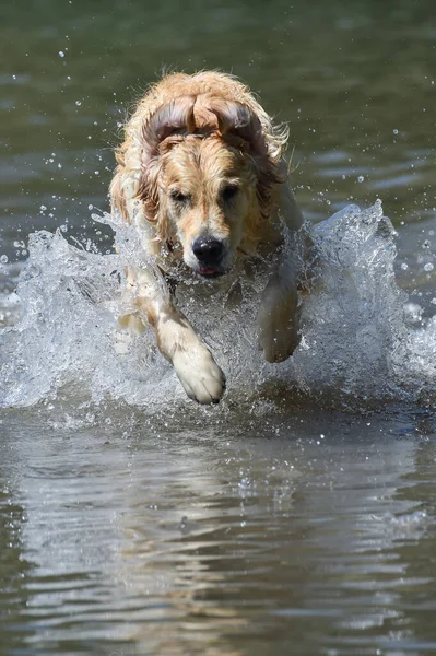 Golden Retriever Köpeği Özgürce Sıçrayıp Suya Dalıyor Dramatik Yüzleri Olan — Stok fotoğraf