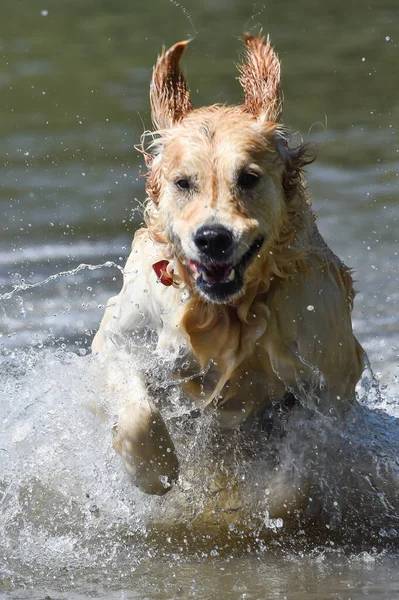 Golden Retriever Hund Rennt Frei Springend Plantscht Und Springt Ins — Stockfoto