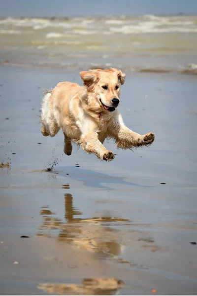 Krásný Zlatý Retrívr Pes Běží Zdarma Pláži Skákání Stříkající — Stock fotografie