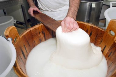 artisanal preparation of Italian buffalo mozzarella. The cheesemaker collects the mozzarella mass after the curd in the wooden vat clipart