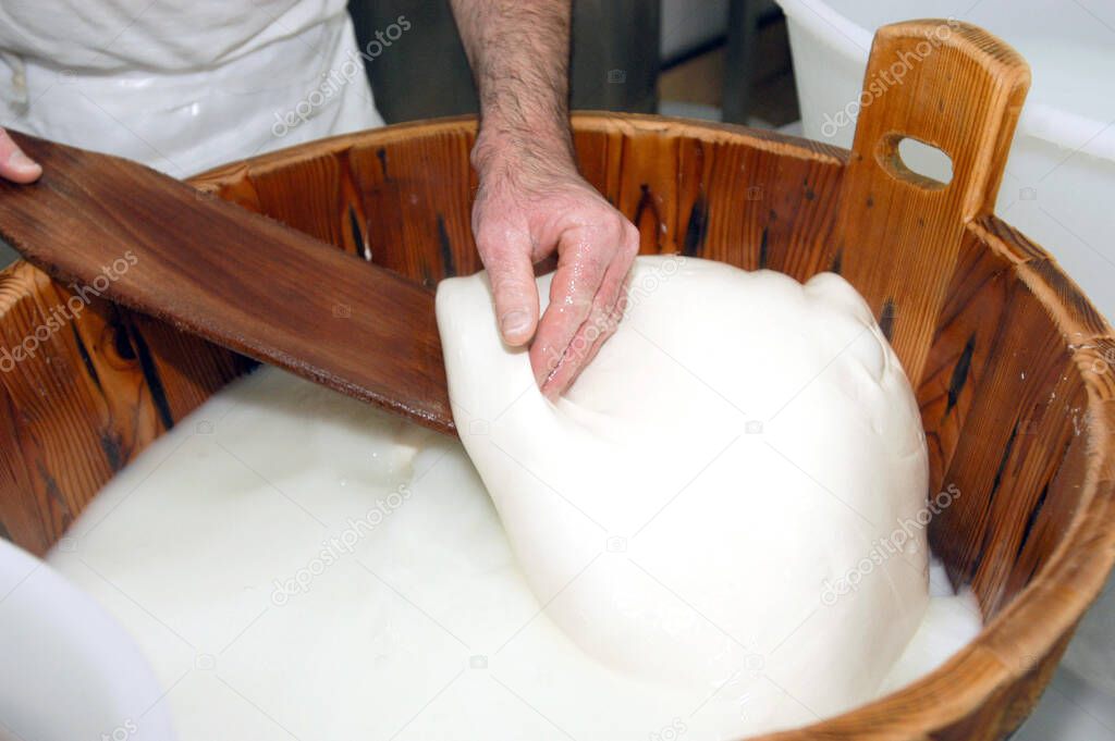 artisanal preparation of Italian buffalo mozzarella. The cheesemaker collects the mozzarella mass after the curd in the wooden vat