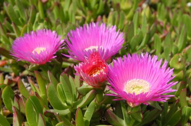 Carpobrotus Edulis 'in deniz inciri olarak adlandırdığı mor çiçek Sardunya' nın kumlarında yetişir ve Akdeniz kıyılarında daha genel olur.