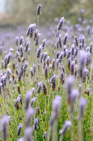 Campo Lavanda Roxa Sob Luz Solar Verão — Fotografia de Stock