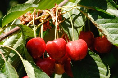 Kırmızı kiraz, kiraz, ciliegia di Vignola, Emilia Romagna, diyet, albero di ciliegie, coltivazione