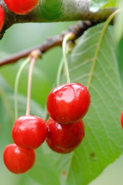 kırmızı kiraz, ciliegia di Lari, Toscana, diyet, albero di ciliegie, coltivazione ciliegie