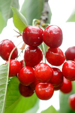 kırmızı kiraz, ciliegia di Lari, Toscana, diyet, albero di ciliegie, coltivazione ciliegie