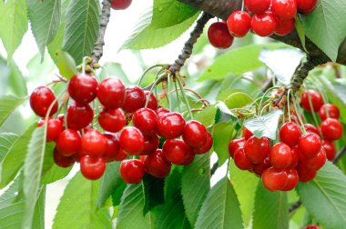kırmızı kiraz, ciliegia di Lari, Toscana, diyet, albero di ciliegie, coltivazione ciliegie