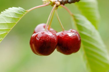 kırmızı kiraz, ciliegia di Lari, Toscana, diyet, albero di ciliegie, coltivazione ciliegie