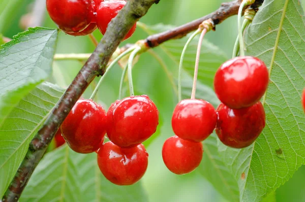 Κόκκινο Κεράσι Ciliegia Ciliegia Lari Toscana Δίαιτα Albero Ciliegie Coltivazione — Φωτογραφία Αρχείου