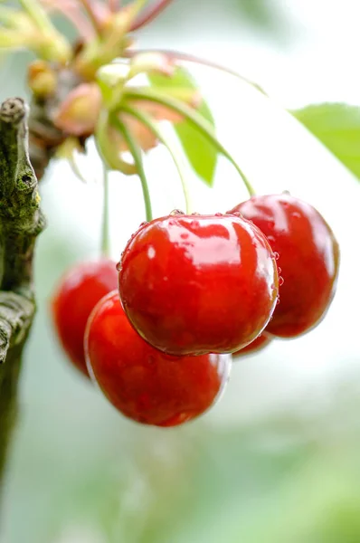 Ciliegia Ciliegia Ciliegia Lari Toscana Dieta Albero Ciliegie Coltivazione Ciliegie — Foto Stock