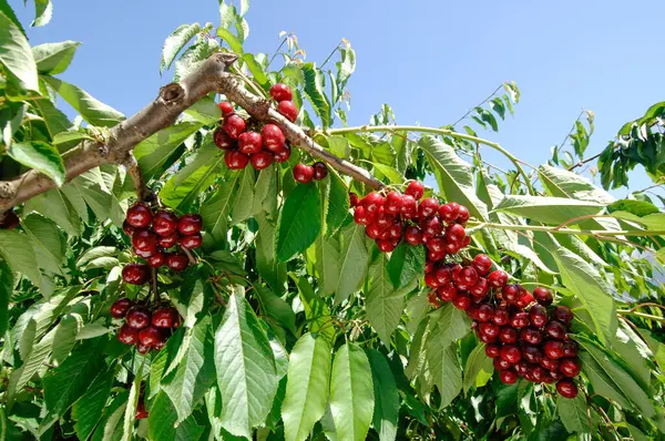 Albero Ricco Ciliegie Rosse Saporite Grandi Ciliegia Ciliegia Vignola Emilia — Foto Stock