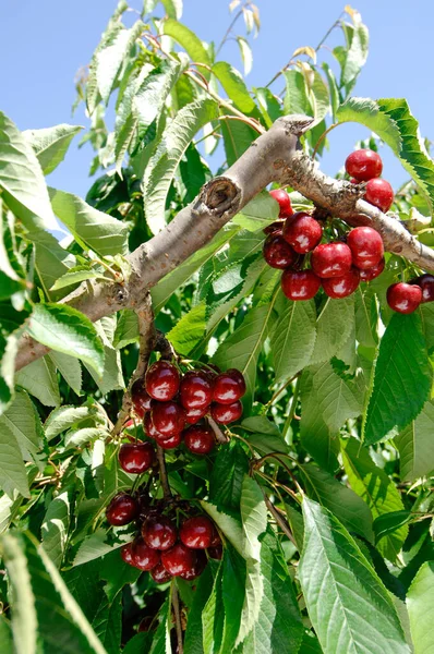 Arbre Plein Cerises Rouges Savoureuses Grandes Cerise Ciliegia Vignola Emilia — Photo