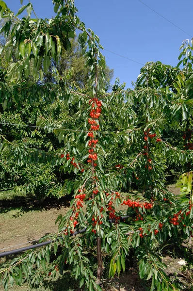 맛있고 Ciliegia Vinnola Emilia Romagna Diet Albero Ciliegie Coltivazione — 스톡 사진