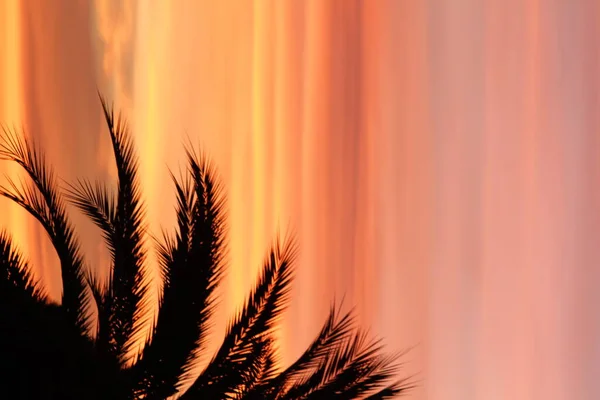 Palm Tree Back Light Sunset — Stock Photo, Image