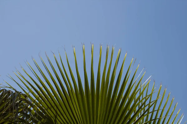 Mavi gökyüzünde genç palmiye yaprakları..