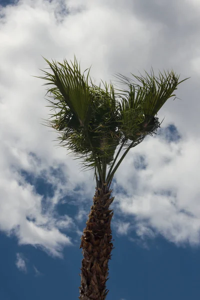 Palmier Par Une Journée Venteuse Feuilles Volantes Arbre Par Ciel — Photo