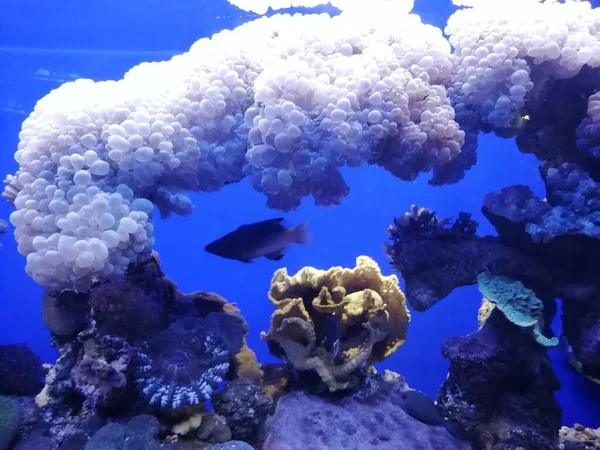 Corals Red Sea Observatory Eilat Israel — Stock Photo, Image