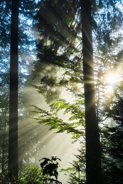 Sisin içindeki orman. Kozalaklı orman. Yeşil Orman. Transcarpathia. Kozalaklı ve yapraklı ormandaki yaşlı ağaçlar. Güzel doğa ve sis. Dragobrat 'a yolculuk. Sakinlik ve rahatlama. Ağaç gövdeleri.